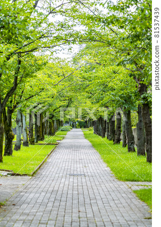 A park in Tama New Town blessed with nature 81537439