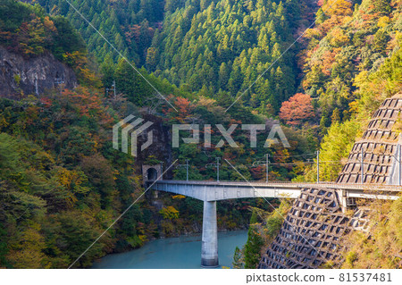 From the train window in Japan, Oigawa Railway Ikawa Line in autumn colors 81537481