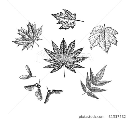Maple leaf. Autumn leaves in a sketch style. Vector illustration isolated on white background Maple leaf. Autumn leaves in a sketch style. Vector illustration isolated on white background 81537582