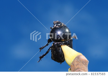 Shrike stabbed in the winter buds of figs (beetle) 81537583
