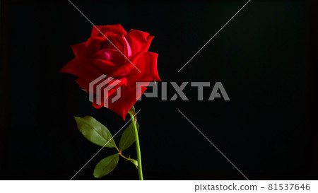 在黑色背景上的紅玫瑰 在黑色背景上的紅玫瑰 81537646