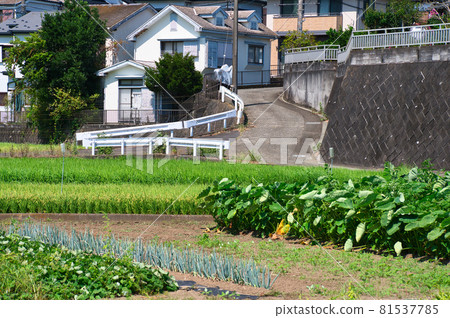 上小野的靜謐風景《厚木市》 81537785