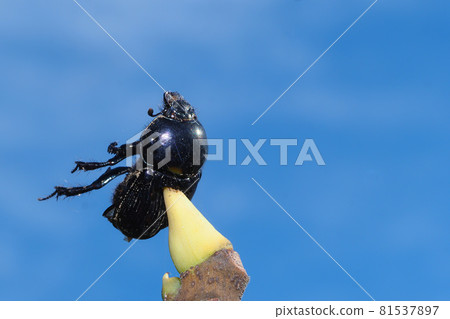 Shrike stabbed in the winter buds of figs (beetle) Shrike stabbed in the winter buds of figs (beetle) 81537897
