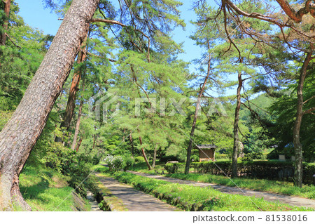Nakasendo, a row of pine trees at Kasatori Pass 81538016