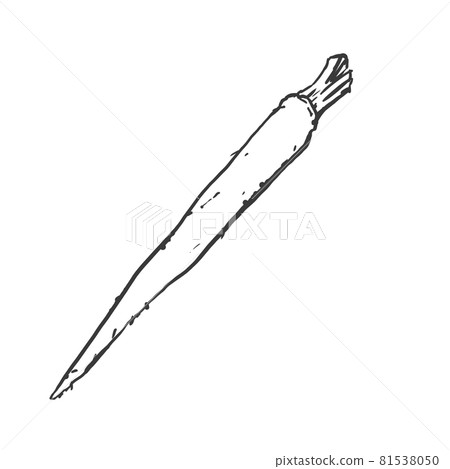 Japanese style hand-drawn line drawing illustration of burdock 81538050