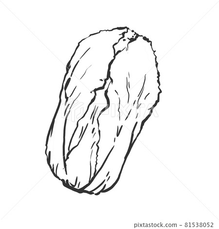 Japanese-style hand-drawn line drawing illustration of Chinese cabbage Japanese-style hand-drawn line drawing illustration of Chinese cabbage 81538052