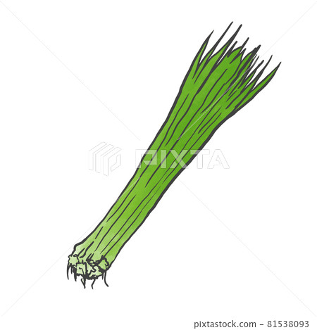 Japanese style hand-drawn illustration of green onion Japanese style hand-drawn illustration of green onion 81538093