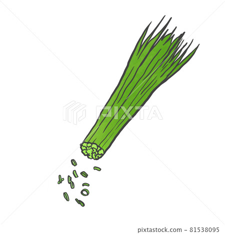 Japanese style hand-drawn illustration of green onion Japanese style hand-drawn illustration of green onion 81538095