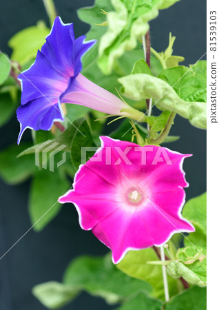 淺淺的淺淺 淺淺的淺淺 81539103