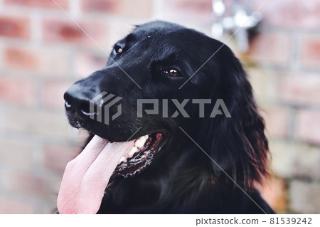 Flat coordinate retriever large dog Flat coordinate retriever large dog 81539242