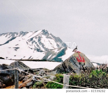 Spring in Tateyama: Snow and grouse Spring in Tateyama: Snow and grouse 81539282