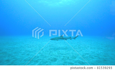 Small shark hound shark swimming in the sea Tateyama, Chiba Prefecture 81539293