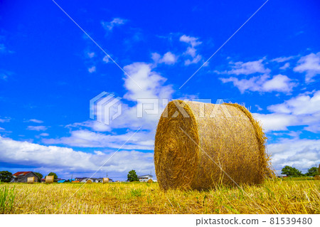 Landscape of fields and straw rolls in Hokkaido Japan Landscape of fields and straw rolls in Hokkaido Japan 81539480