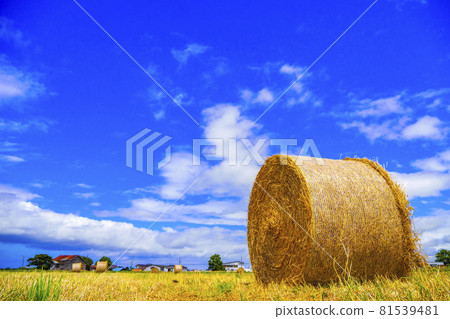 Landscape of fields and straw rolls in Hokkaido Japan Landscape of fields and straw rolls in Hokkaido Japan 81539481