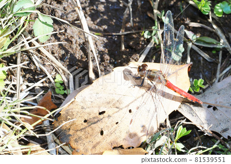 Sympetrum frequens (male) in winter 81539551