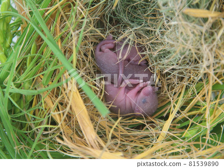 Harvest mouse child 81539890