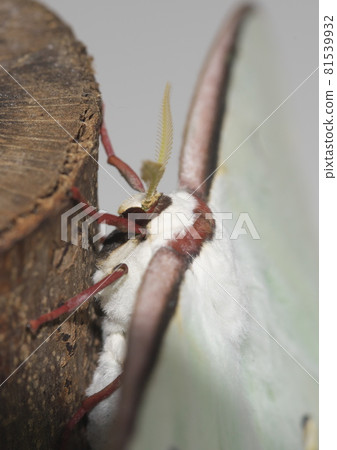 Actias Aliena 正面朝上 Actias Aliena 正面朝上 81539932