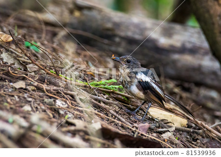 Beautiful male Oriental Magpie-Robin on the bamboo pole, Magpie Robin (Copsychus saularis) 81539936