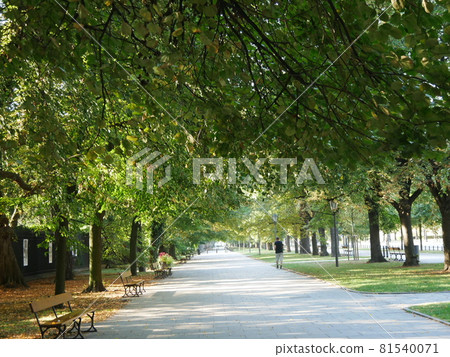 Lazienki Park 81540071