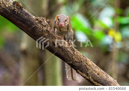 Northern treeshrew in the evergreen on the branch Northern treeshrew in the evergreen on the branch 81540088