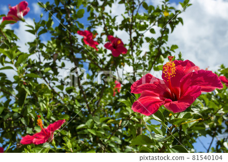 沖繩的形象:藍天和紅芙蓉 沖繩的形象:藍天和紅芙蓉 81540104