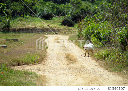 日本最南端有人島沖繩，波照間島風光 81540107