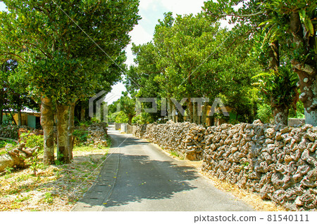 沖繩波照間島風景 福木林蔭道 81540111