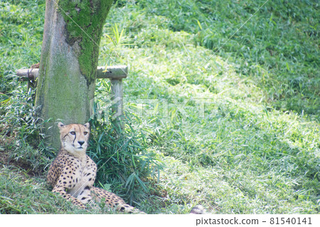 Cheetah Cheetah 81540141