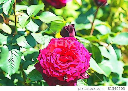 Pastel style "rose flower in full bloom" illustration image 81540203