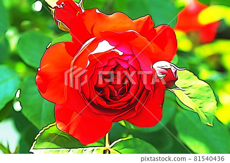 Pastel style "rose flower in full bloom" illustration image Pastel style "rose flower in full bloom" illustration image 81540436