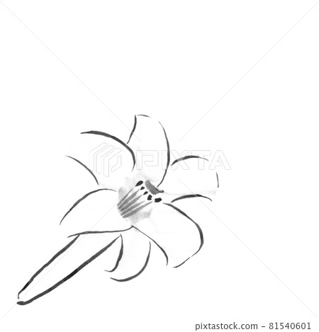 Flower illustration (Easter lily) 81540601