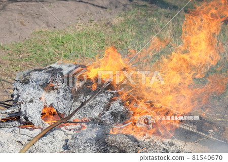 Big bonfire in the open air. A pile of ash from burnt boards and branches. Hot flame. 81540670