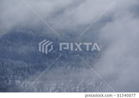 隆冬的神井明塔拉 81540877