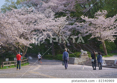 Mitsuike Park Sakura Fubuki Mitsuike Park Sakura Fubuki 81540969
