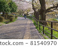 Mitsuike公園的櫻花 81540970