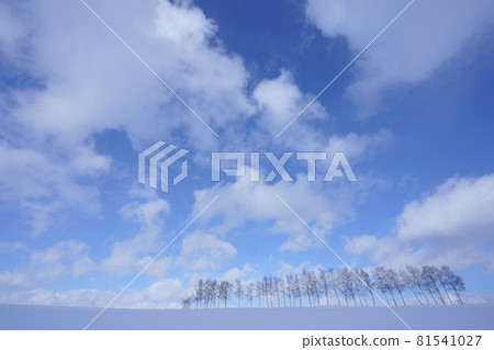 白樺樹連續 白樺樹連續 81541027
