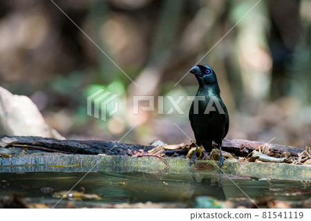 Racket-tailed treepie bird standing on a rock 81541119