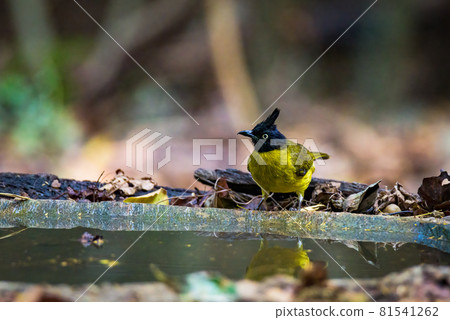 Black-crested bulbul (Pycnonotus flaviventris) Black-crested bulbul (Pycnonotus flaviventris) 81541262