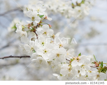 A branch of a blossoming cherry tree. Inflorescence of white cherry flowers in spring. A branch of a blossoming cherry tree. Inflorescence of white cherry flowers in spring. 81541345