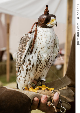 Hooded falcon training for falconry sits perched on the trainer's gloved hand Hooded falcon training for falconry sits perched on the trainer's gloved hand 81541585
