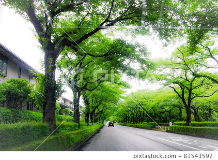 沿著安靜的住宅區綠樹成蔭的道路 沿著安靜的住宅區綠樹成蔭的道路 81541592
