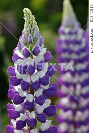Purple and white lupin flower spikes Purple and white lupin flower spikes 81541818