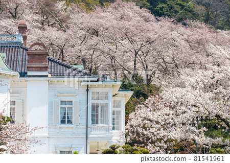 Sakura scenery of Kyusho Park and Tottori Castle 81541961