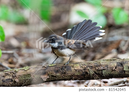 White browed Fantail flycatcher (Rhipidura aureola)  81542045