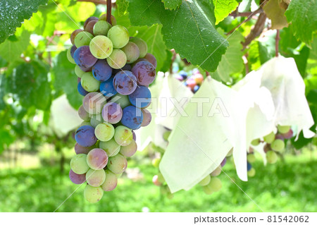 大果葡萄 81542062