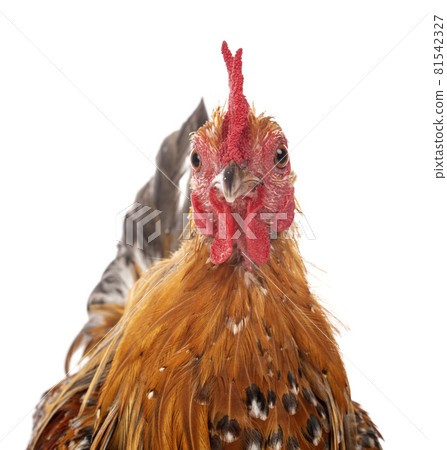 Booted Bantam in studio Booted Bantam in studio 81542327