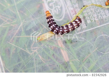 Brithys crini larva Brithys crini larva 81542926