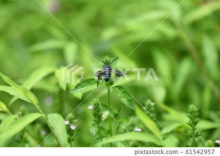 Blue bee that calls for happiness, Rurimon bee 81542957