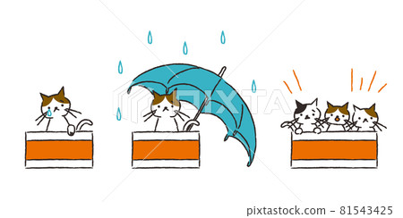 Cardboard abandoned cat, in the rain, kitten 81543425