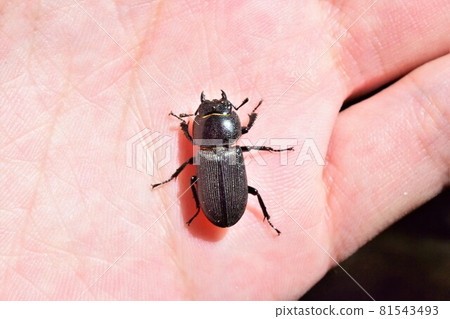 雄鹿甲蟲女性 81543493